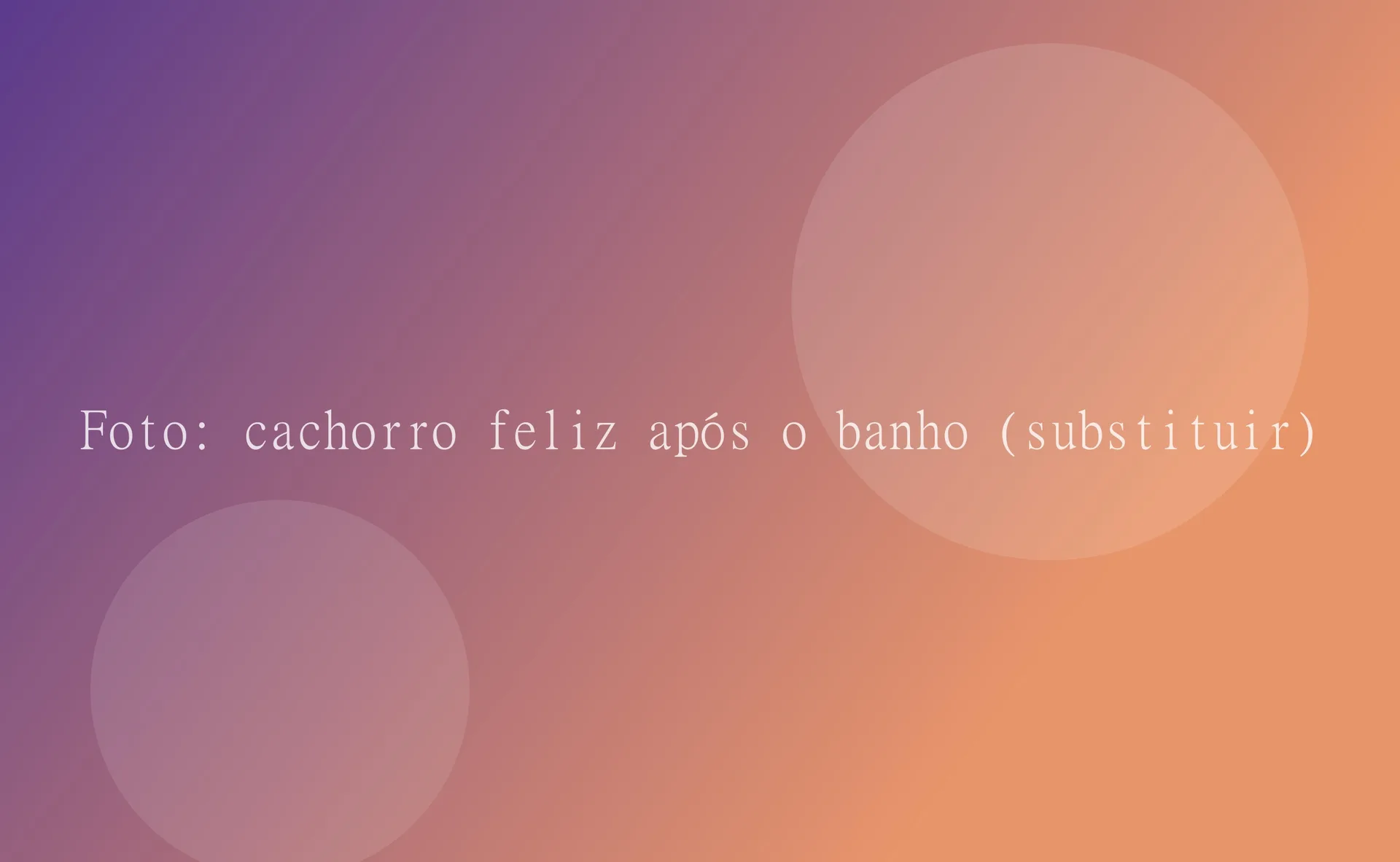 Cachorro feliz depois do banho no Bicho Bom